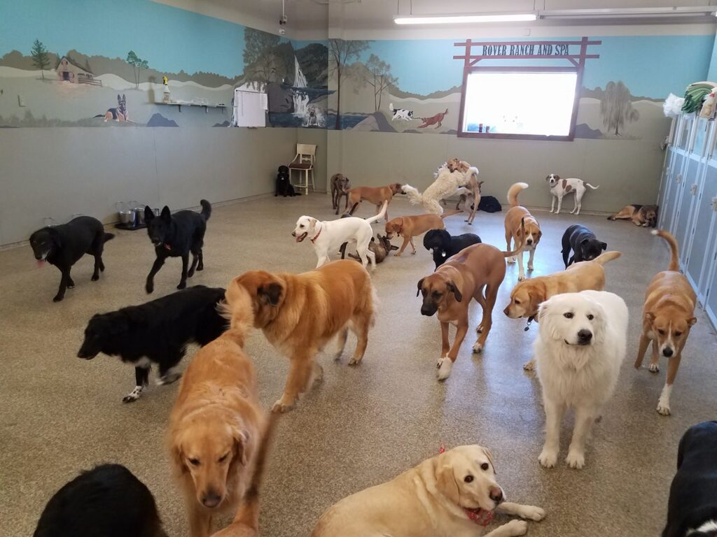 dog-daycare-rover-ranch-spa